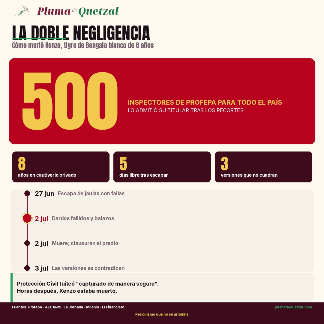 Infografía La doble negligencia: cómo murió Kenzo. 500 inspectores de Profepa para todo el país, lo admitió su titular tras los recortes. 8 años en cautiverio privado, 5 días libre, 3 versiones que no cuadran. Cronología del 27 de junio al 3 de julio.