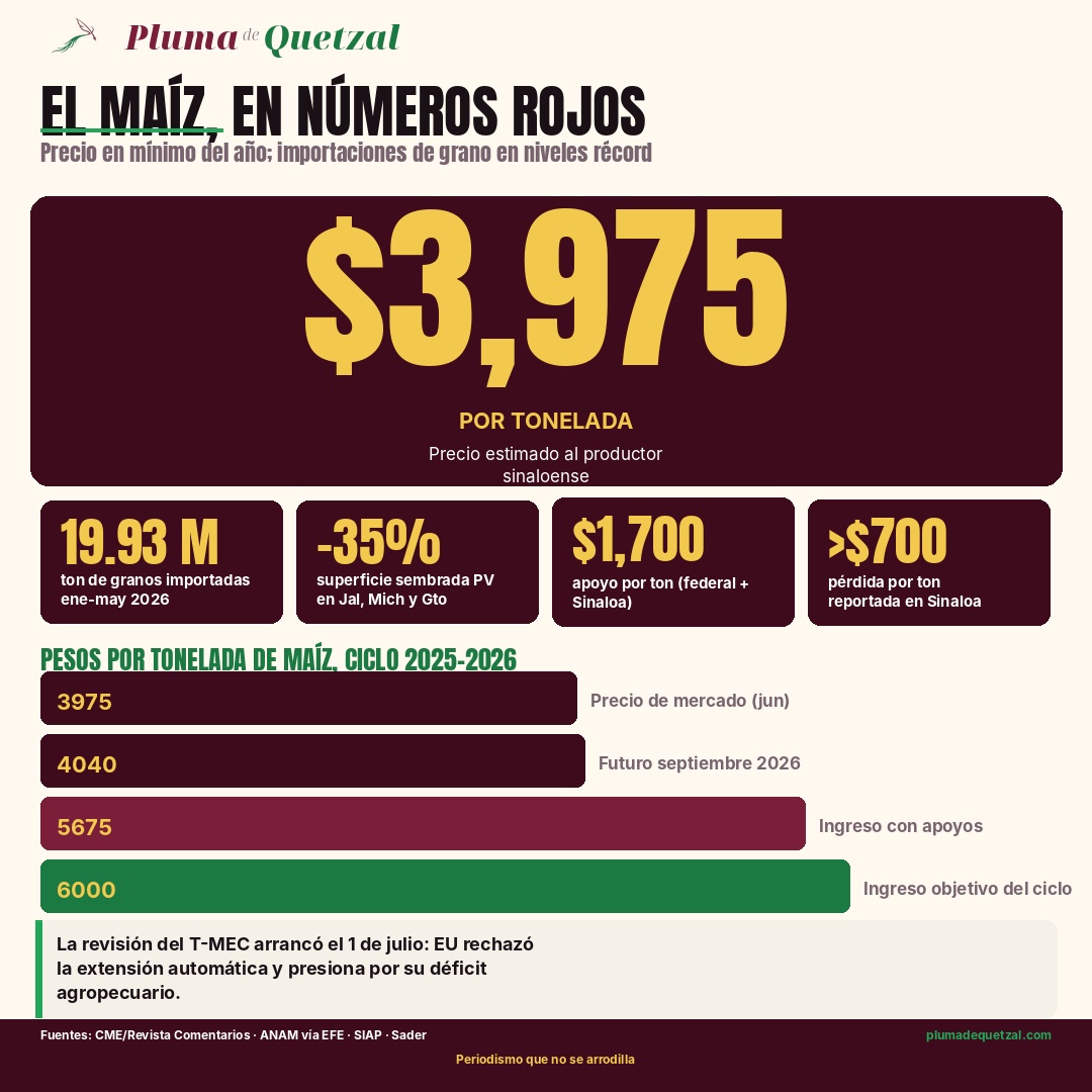 Infografía Pluma de Quetzal: el maíz en números rojos. Precio estimado al productor sinaloense de 3,975 pesos por tonelada, mínimo del año. Pills: 19.93 millones de toneladas de granos importadas entre enero y mayo de 2026, caída del 35% en superficie sembrada primavera-verano en Jalisco, Michoacán y Guanajuato según el SIAP, 1,700 pesos por tonelada de apoyo federal y estatal, pérdidas de más de 700 pesos por tonelada reportadas en Sinaloa. Barras comparativas: precio de mercado 3,975, futuro de septiembre 4,040, ingreso con apoyos 5,675, ingreso objetivo del ciclo 6,000 pesos por tonelada. La revisión del T-MEC arrancó el 1 de julio y Estados Unidos rechazó la extensión automática. Fuentes: CME vía Revista Comentarios, ANAM vía EFE, SIAP, Sader.