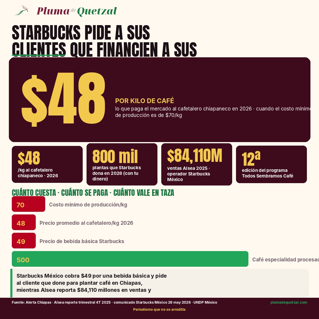 Infografía Pluma de Quetzal: 48 pesos por kilo recibe el cafetalero chiapaneco en 2026 contra 70 pesos de costo mínimo de producción. Bars comparativos: costo de producción 70, precio al cafetalero 48, bebida básica Starbucks 49, café especialidad procesado 500. Pills: 48 pesos kg al cafetalero, 800 mil plantas que dona Starbucks con dinero del cliente, 84,110 millones de ventas Alsea 2025, 12ª edición del programa. Fuentes Alerta Chiapas, Alsea, comunicado Starbucks México 26 may 2026, UNDP.