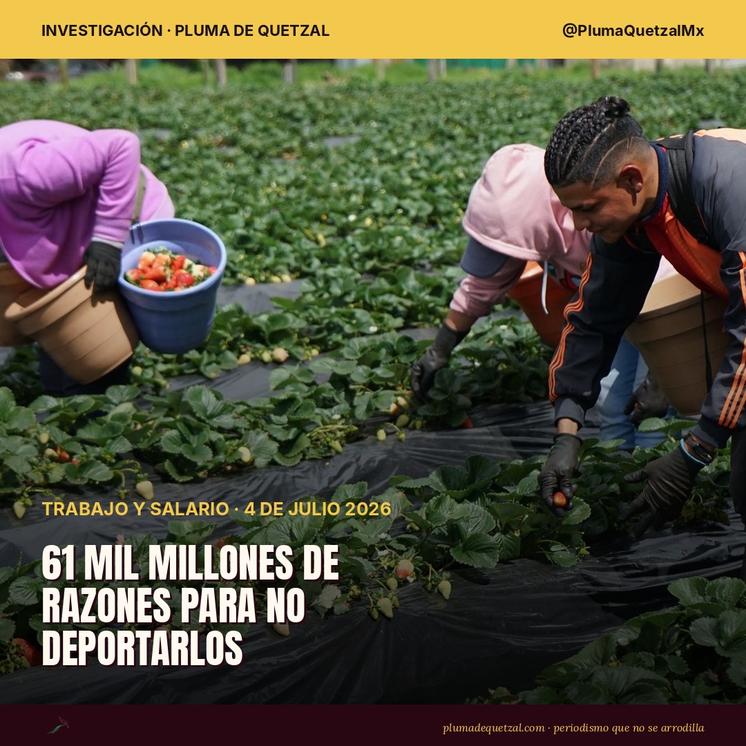 Trabajadores agrícolas pizcan fresas en un campo. En 2025 los migrantes mexicanos enviaron 61,791 millones de dólares en remesas a México pese a las redadas: la primera caída anual en 11 años según Banxico fue de 4.6%, el año del endurecimiento migratorio en EU. Foto ilustrativa: John Silva via Pexels.