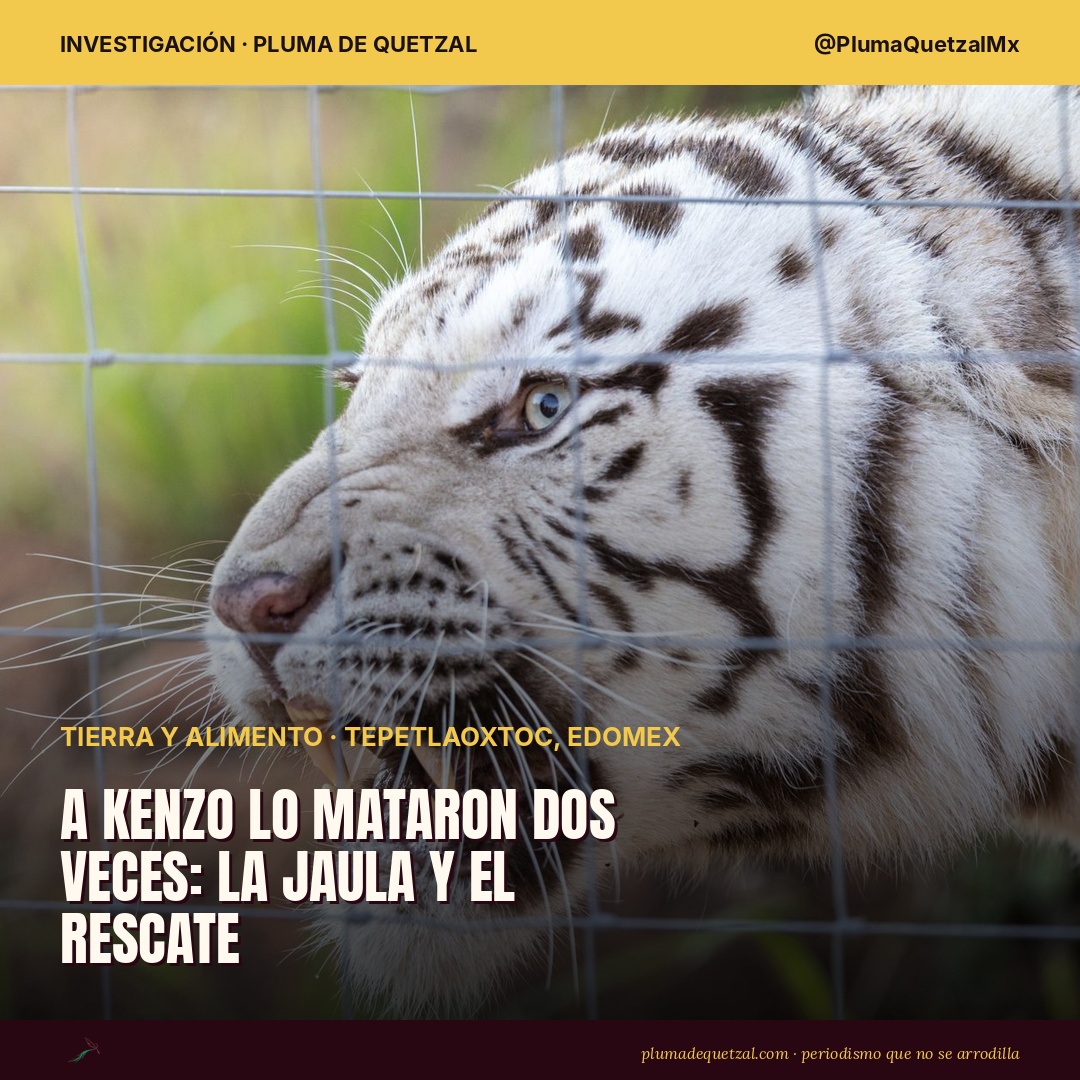Tigre de Bengala blanco gruñe tras una reja metálica. Kenzo, tigre blanco de 8 años, escapó de jaulas con fallas de seguridad en Tepetlaoxtoc y murió a balazos en el operativo de recaptura de la Profepa el 2 de julio de 2026. Foto ilustrativa: Magda Ehlers via Pexels.