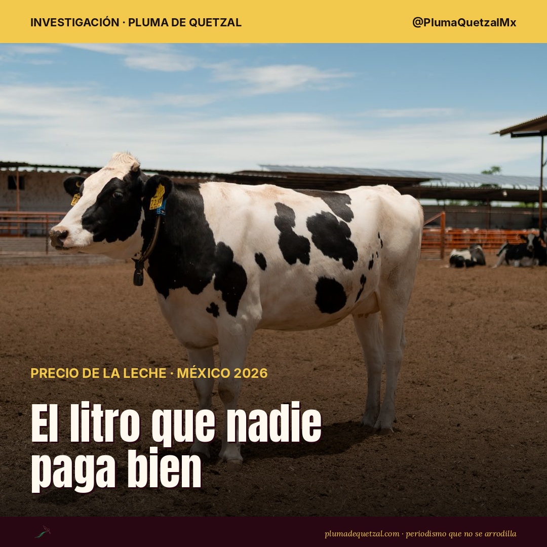 Vaca Holstein en un corral de un establo lechero en Chihuahua, México