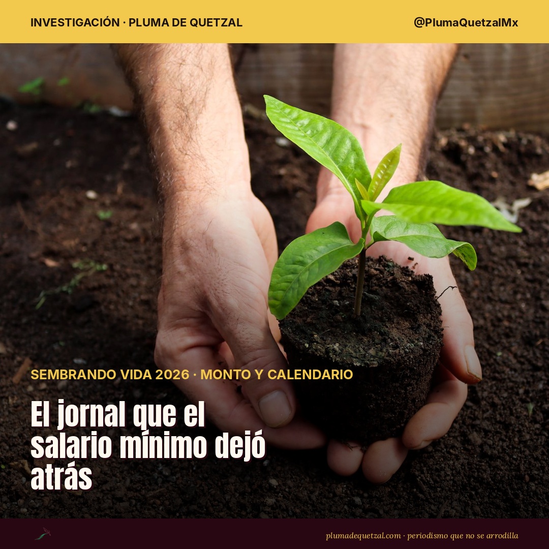 Manos de un campesino sostienen una planta joven; el jornal de Sembrando Vida 2026 paga $6,450 al mes, 67% del salario mínimo. Foto: Pexels.